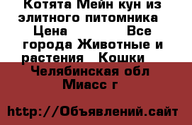 Котята Мейн-кун из элитного питомника › Цена ­ 20 000 - Все города Животные и растения » Кошки   . Челябинская обл.,Миасс г.